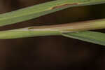 Annual rabbitsfoot grass